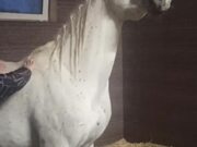 Horse Likes His Back Scratch