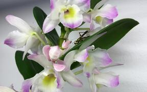 Orchid Catches an Insect - Animals - VIDEOTIME.COM
