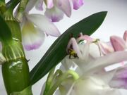 Orchid Catches an Insect