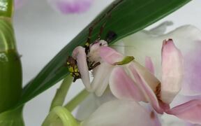 Orchid Catches an Insect - Animals - VIDEOTIME.COM