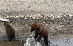 Curious Cubs Investigate Man in Hammock - Animals - VIDEOTIME.COM