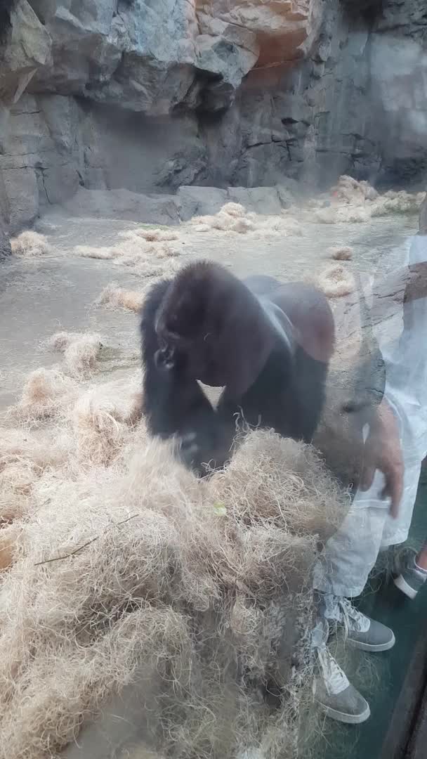 Boston Zoo Gorilla Attacks