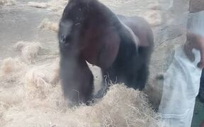 Boston Zoo Gorilla Attacks - Animals - VIDEOTIME.COM