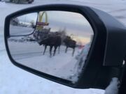 Moose Moseying Down the Median