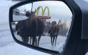 Moose Moseying Down the Median - Animals - VIDEOTIME.COM