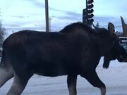 Moose Moseying Down the Median