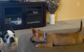 Boston Terrier Unamused by Energetic Pup - Animals - VIDEOTIME.COM
