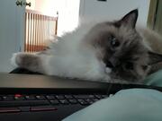 Cuddly Kitty Prefers Pets over Owner's Laptop
