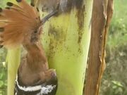 Bird Gets Beak Stuck in Banana Tree