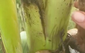 Bird Gets Beak Stuck in Banana Tree - Animals - VIDEOTIME.COM
