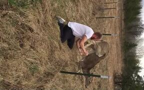 Saving a Deer Stuck on Barbed Wire Fence - Animals - VIDEOTIME.COM