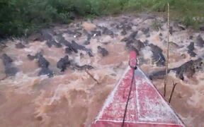 Navigating Through A Sea of Caimans - Animals - VIDEOTIME.COM