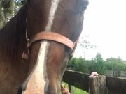 Horse Reacts to First Taste of Sugar Cubes