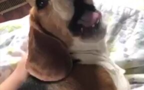 Dog Wakes up from Night Terror - Animals - VIDEOTIME.COM