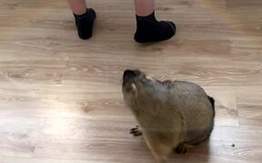Clingy Groundhog Helps Owner Peel Avocado - Animals - VIDEOTIME.COM