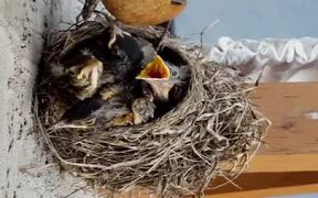 Mom Can't Evenly Divide Food Between Hungry Babies - Animals - VIDEOTIME.COM