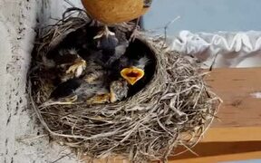 Mom Can't Evenly Divide Food Between Hungry Babies - Animals - Videotime.com