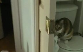 Hungry Cat Caught Destroying Toilet Paper - Animals - VIDEOTIME.COM