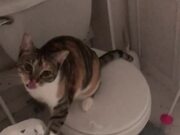 Hungry Cat Caught Destroying Toilet Paper