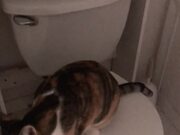 Hungry Cat Caught Destroying Toilet Paper