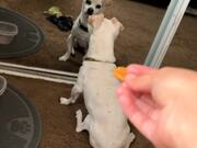 Silly Dog Totally Forgets How A Mirror Works