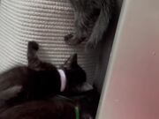 Foster Kittens Playing With Each Other