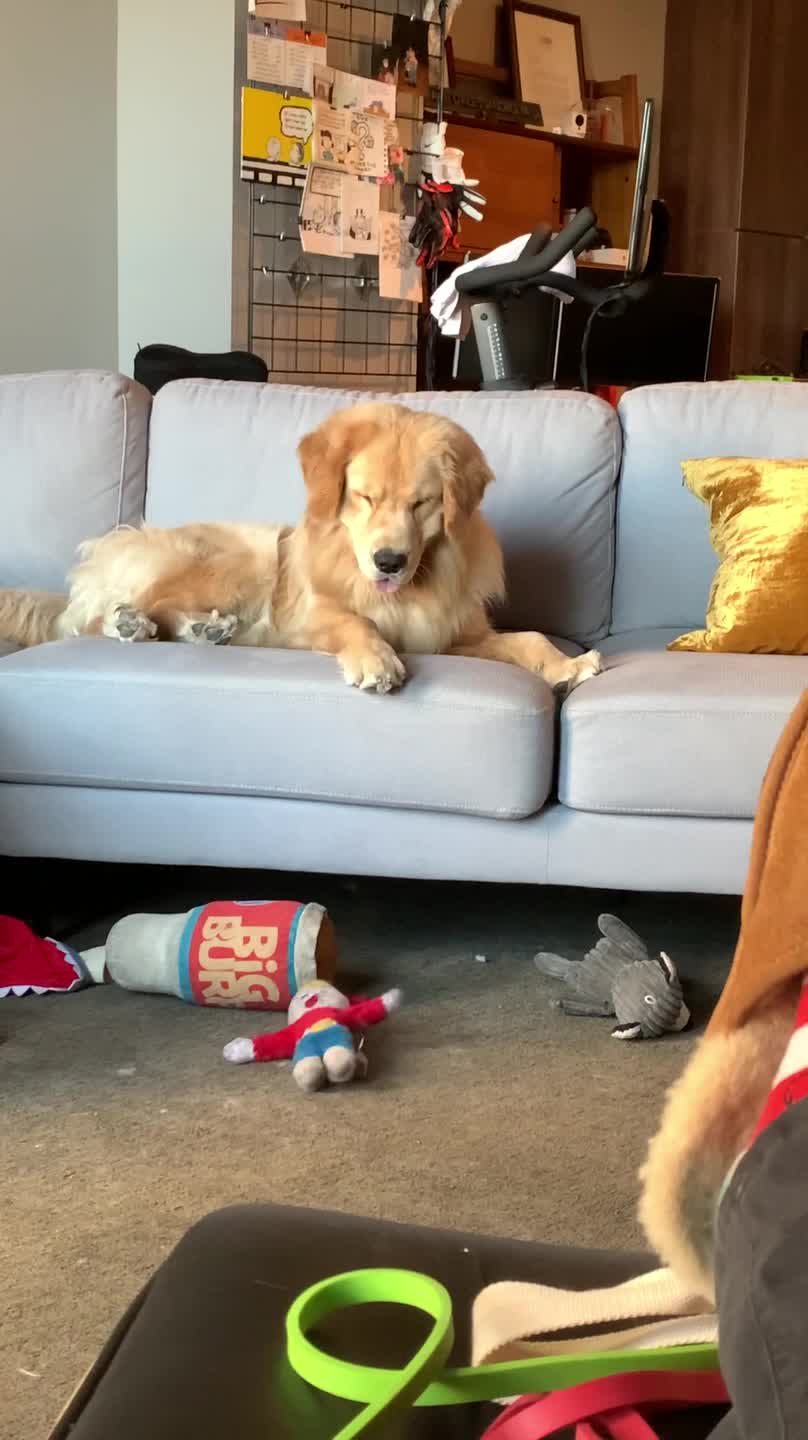 Dog Throws A Hissy Fit After Losing His Toy