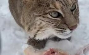 Bobcat Makes Creepy Sounds While Enjoying Her Food - Animals - VIDEOTIME.COM