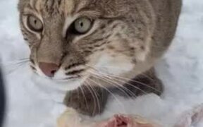 Bobcat Makes Creepy Sounds While Enjoying Her Food - Animals - VIDEOTIME.COM