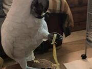 Spaghetti-loving Cockatoo Takes His Sweet Time