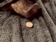 Irresistible Smell Of Treat Wakes Piggy Up