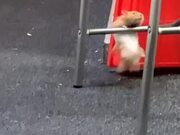 Small but Strong Hamster 