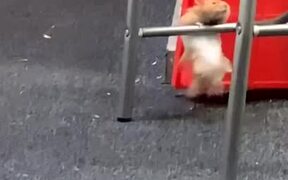 Small but Strong Hamster  - Animals - VIDEOTIME.COM