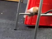 Small but Strong Hamster 
