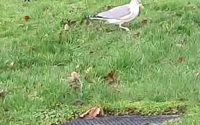 A Dancing Seagull - Animals - VIDEOTIME.COM