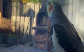 Parrot Starts Sunday With Cute Singing - Animals - VIDEOTIME.COM