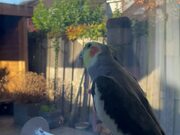 Parrot Starts Sunday With Cute Singing