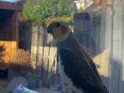 Parrot Starts Sunday With Cute Singing