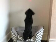 Dog Tries to Chase Down Moving Red Laser Dot