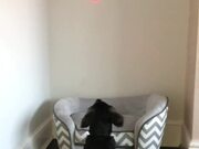 Dog Tries to Chase Down Moving Red Laser Dot