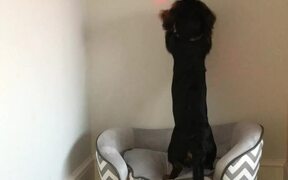 Dog Tries to Chase Down Moving Red Laser Dot - Animals - VIDEOTIME.COM