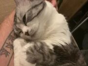 Adorable Cat Loves Getting Petted While Chilling
