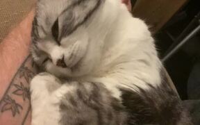 Adorable Cat Loves Getting Petted While Chilling - Animals - VIDEOTIME.COM