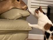 Cats Want To Find Out More About The Deer Head