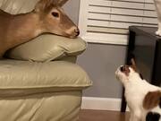 Cats Want To Find Out More About The Deer Head