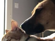 Cat Feels Annoyed By Adorable Dog's Love