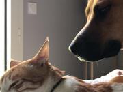 Cat Feels Annoyed By Adorable Dog's Love