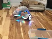 Hoverboards Aren't For Toddlers