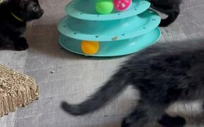 Curious Kittens Playing With Tower of Tracks - Animals - VIDEOTIME.COM
