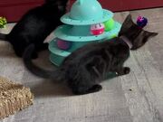 Curious Kittens Playing With Tower of Tracks